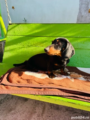 Vând teckel - imagine 5