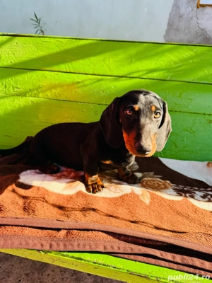 Vând teckel - imagine 4