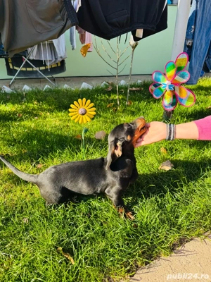 Vând teckel - imagine 3