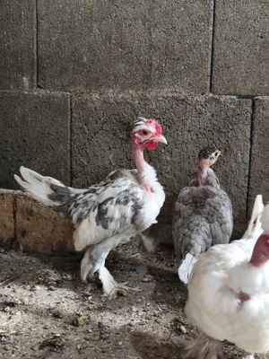 Cocoși iopani pitici mini toy