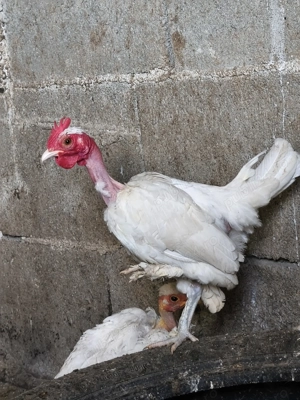 Cocoși iopani pitici mini toy - imagine 4