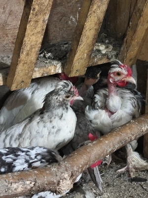 Cocoși iopani pitici mini toy - imagine 5