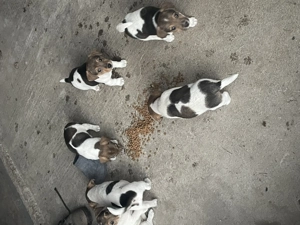 Căței Jack Russel Terrier - imagine 2