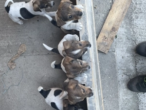 Căței Jack Russel Terrier - imagine 3