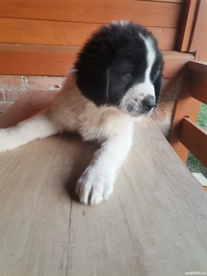 Ciobănesc de Bucovina 