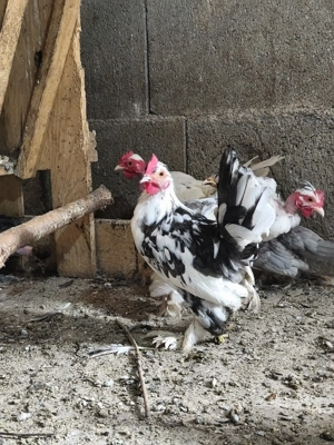 Cocoși iopani pitici mini toy - imagine 2