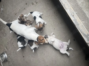 Căței Jack Russel Terrier - imagine 4