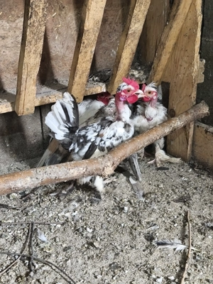 Cocoși iopani pitici mini toy - imagine 3