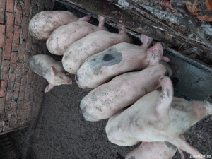 porci de vânzare - imagine 2