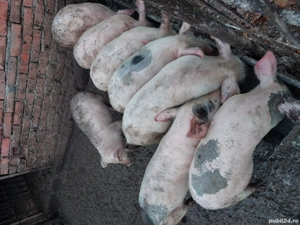 porci de vânzare