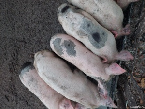 porci de vânzare - imagine 3