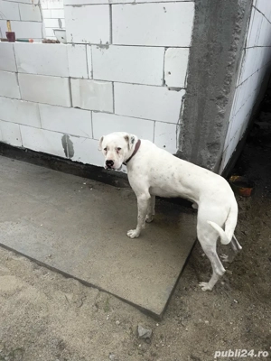 Vand pui din rasa Dog Argentinian - imagine 3