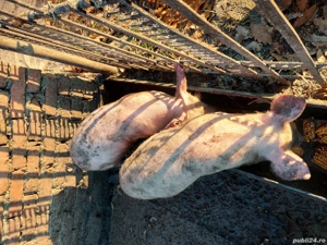 porci de vânzare - imagine 4