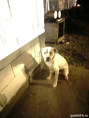 Vand pui din rasa Dog Argentinian - imagine 4