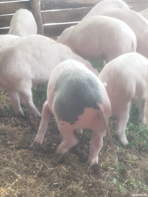 de vânzare  - imagine 3