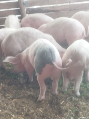 de vânzare  - imagine 2