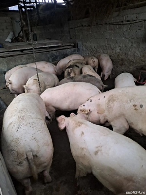 Porci de vânzare 