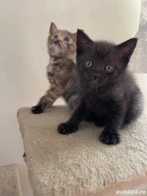 Un baiat si o fetita din mama british shorthair - imagine 2