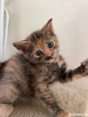 Un baiat si o fetita din mama british shorthair - imagine 4