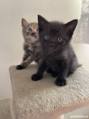 Un baiat si o fetita din mama british shorthair - imagine 3