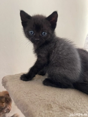 Un baiat si o fetita din mama british shorthair