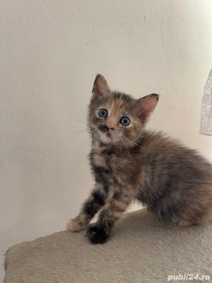 Un baiat si o fetita din mama british shorthair - imagine 5
