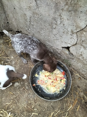 De vânzare femelă brac german  - imagine 3