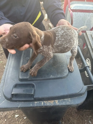 De vânzare femelă brac german 