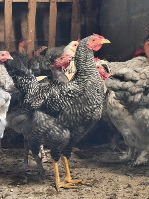 Cocoși tineri gât golaș+ brahma și mix