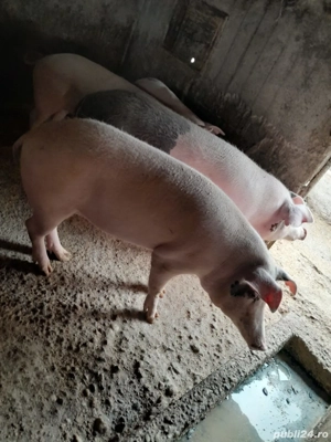 porci de vânzare 