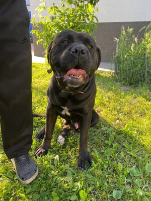 Donez Cane Corso Metis