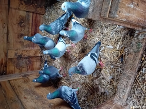 vind 10 porumbei voiajori pui și maturi 