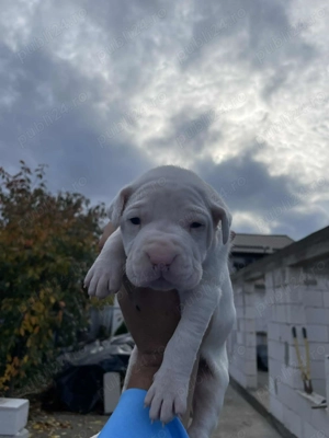 Vând pui de dog Argentinian  
