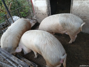 vand porcii - imagine 2