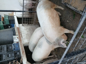 vand porcii - imagine 4