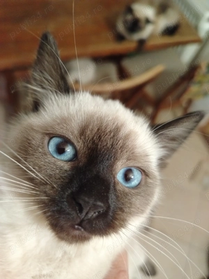 Pisicuța rasa birmaneza  - imagine 2