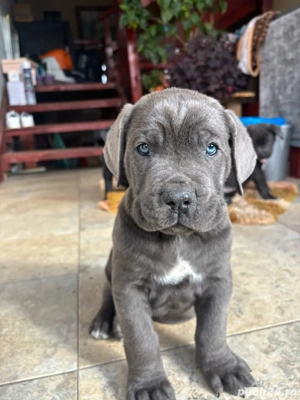 Cane corso pui - imagine 5