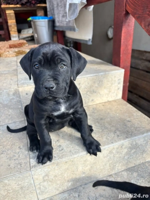 Cane corso pui - imagine 3