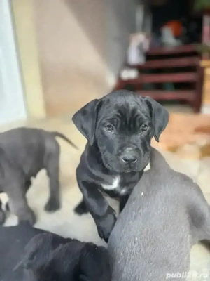 Cane corso pui - imagine 2