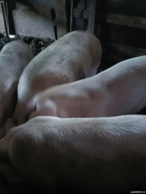 porci de vanzare - imagine 2