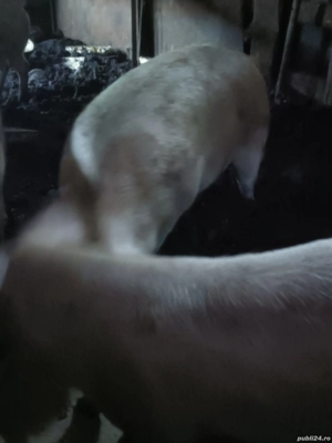 porci de vânzare 