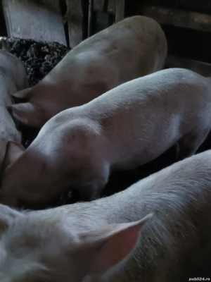 porci de vanzare - imagine 3