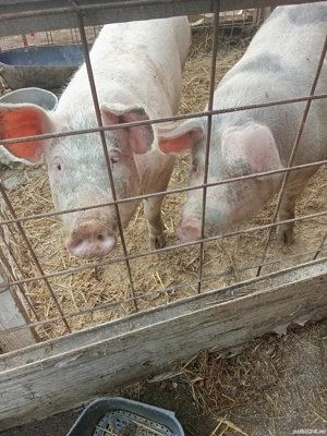 Vand porci pentru Craciun