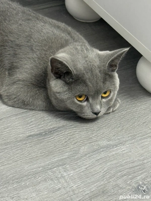 Pisicute British si Schitis  - imagine 5