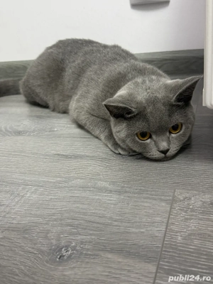 Pisicute British si Schitis  - imagine 2