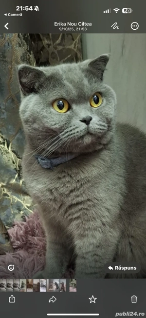 Pisicute British si Schitis  - imagine 3