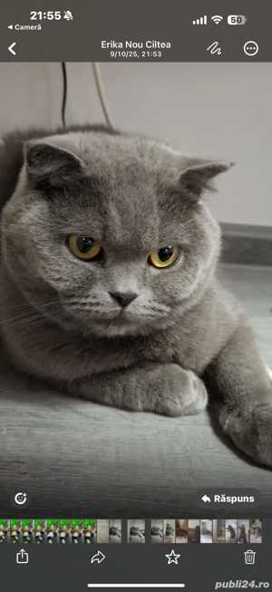 Pisicute British si Schitis  - imagine 4