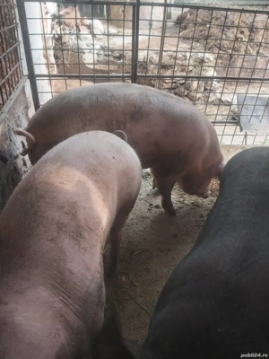 Vând porci  - imagine 3