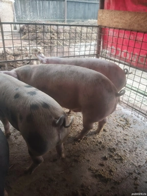 Vând porci  - imagine 4