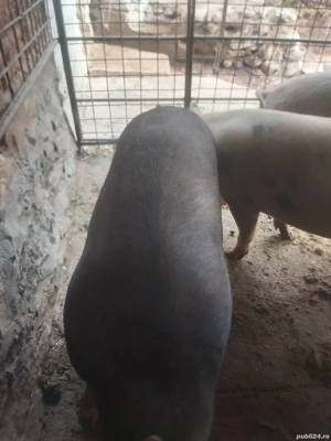 Vând porci  - imagine 5